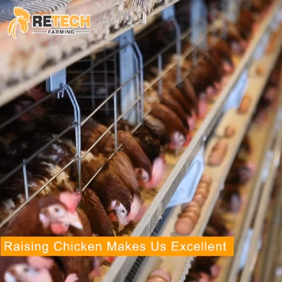 Design Automatic Egg Layer Poultry Farm Battery Chicken House for 10000 Laying Hens