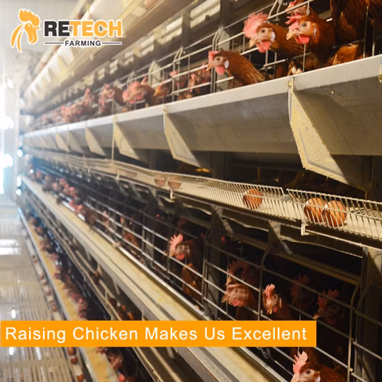 Design Automatic Egg Layer Poultry Farm Battery Chicken House for 10000 Laying Hens