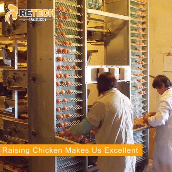 Design Automatic Egg Layer Poultry Farm Battery Chicken House for 10000 Laying Hens