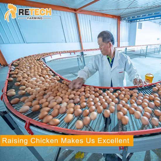 10000마리의 산란계를 위한 자동 계란층 가금류 농장 배터리 닭장 설계